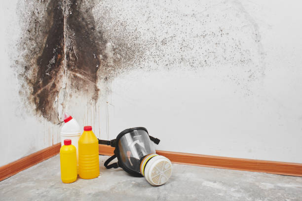 Best Preventive Mold Services in Teviston, CA