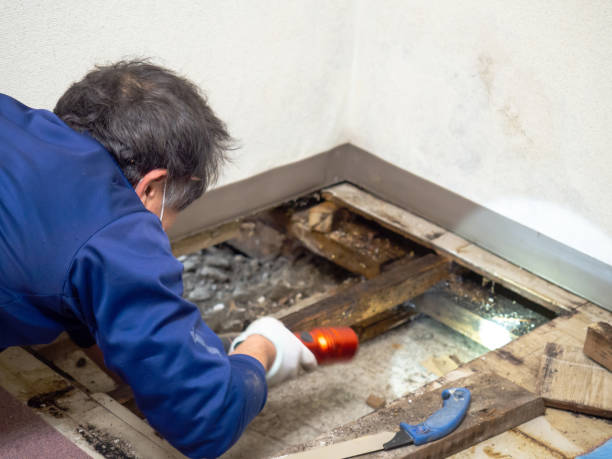 Best Commercial Mold Remediation in Teviston, CA