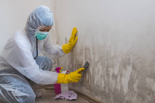 Best Mold Remediation for Schools in Teviston, CA