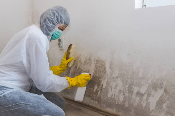 Best Residential Mold Remediation in Teviston, CA