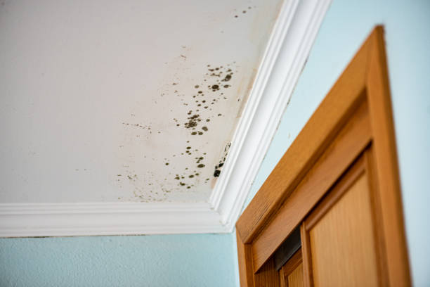 Best Post-Flood Mold Remediation in Teviston, CA