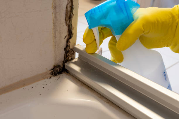 Best Kitchen Mold Remediation in Teviston, CA