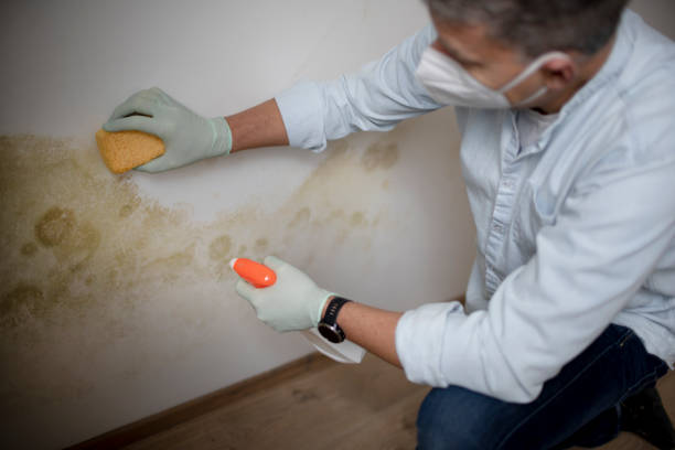 Best Mold Testing and Inspection Services in Teviston, CA