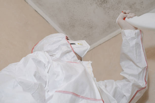 Reliable Teviston, CA Mold Remediation Solutions
