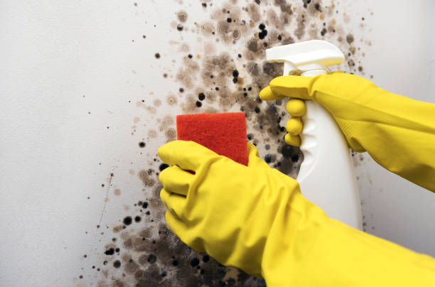 Best Industrial Mold Remediation in Teviston, CA