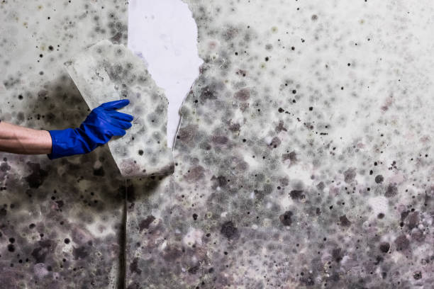 Best Residential Mold Remediation in Teviston, CA