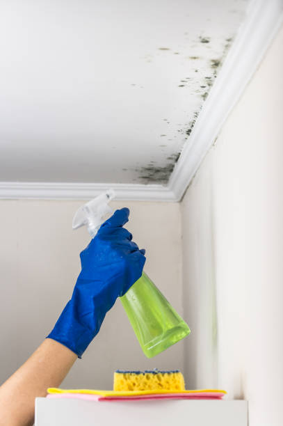 Best Post-Flood Mold Remediation in Teviston, CA